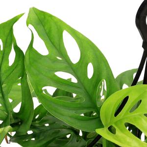 (観葉植物)モンステラ オブリクア エクスピラ...の詳細画像1