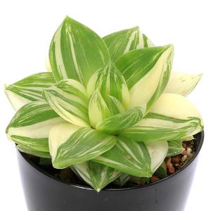 （多肉植物）ハオルチア　プラニフォリア　花時計　３号（１鉢）