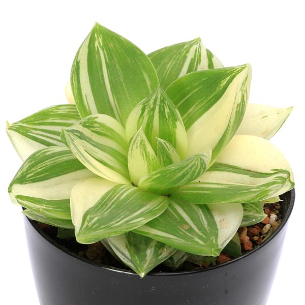 （多肉植物）ハオルチア　プラニフォリア　花時計　３号（１鉢）