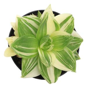 (多肉植物)ハオルチア プラニフォリア 花時計...の詳細画像1