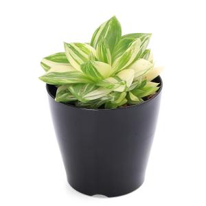 (多肉植物)ハオルチア プラニフォリア 花時計...の詳細画像2