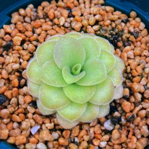 （食虫植物）ムシトリスミレ　ピンギキュラ　アグナタ×モラネンシス　ロゼア　２号（１鉢）