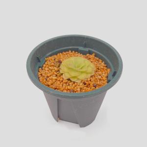 (食虫植物)ムシトリスミレ ピンギキュラ アグ...の詳細画像1