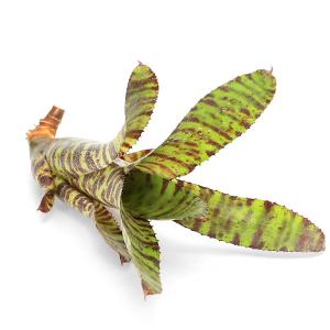(観葉植物)カット苗 ネオレゲリア タイガーカブ...の商品画像