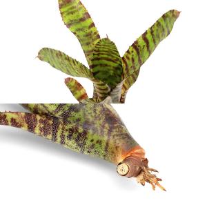 (観葉植物)カット苗 ネオレゲリア タイガーカ...の詳細画像1