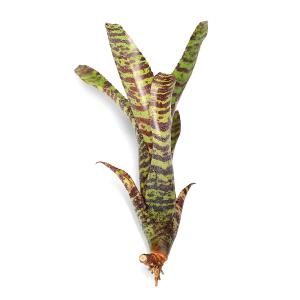 (観葉植物)カット苗 ネオレゲリア タイガーカ...の詳細画像2