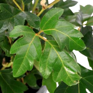 (観葉植物)シッサス エレンダニカ(グレープア...の詳細画像1