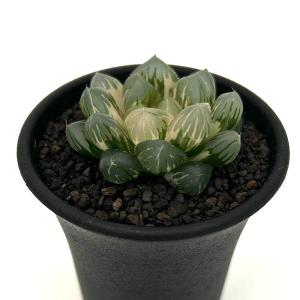 （多肉植物）一点物　ハオルチア　オブツーサ錦　水中月　２．５号（１鉢）
