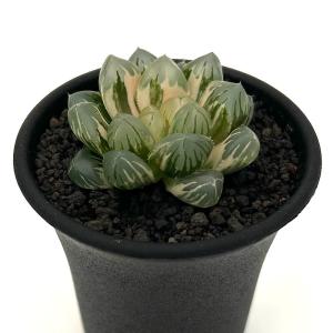 (多肉植物)一点物 ハオルチア オブツーサ錦 ...の詳細画像1