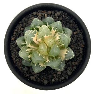 (多肉植物)一点物 ハオルチア オブツーサ錦 ...の詳細画像2