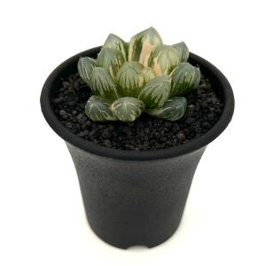 (多肉植物)一点物 ハオルチア オブツーサ錦 ...の詳細画像3