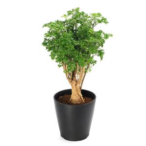 (観葉植物)ポリシャス パセリ 5号(1鉢)の商品画像