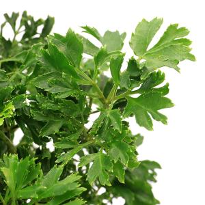 (観葉植物)ポリシャス パセリ 5号(1鉢)の詳細画像1