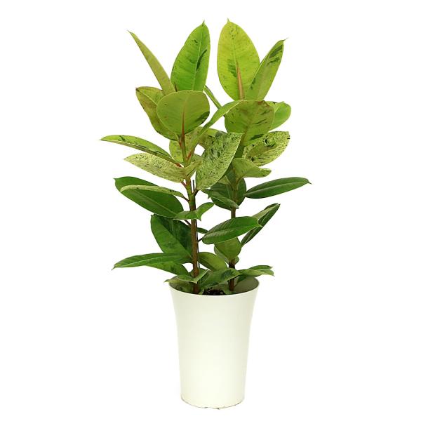 （観葉植物）フィカス　ジン　７号（１鉢）