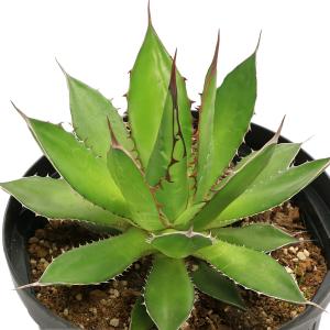 (観葉植物)アガベ ホリダ 7号(1鉢)の商品画像