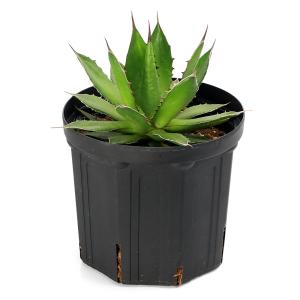 (観葉植物)アガベ ホリダ 7号(1鉢)の詳細画像1