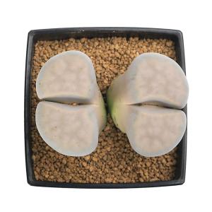 (多肉植物)リトープス 白薫玉 3号(1鉢)の詳細画像1