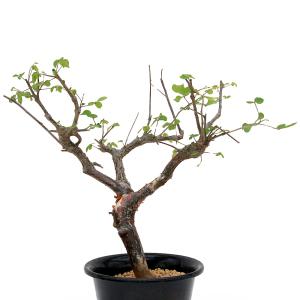 （多肉植物）一点物　コミフォラ　オルビキュラリス　５号（１鉢）