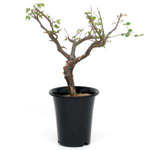 (多肉植物)一点物 コミフォラ オルビキュラリ...の詳細画像2