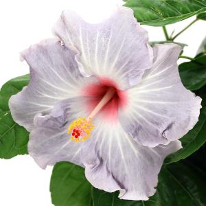 （観葉植物）ハイビスカス　ニューロングライフ　ケイト　４号（１鉢）