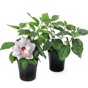 (観葉植物)ハイビスカス ニューロングライフ ...の詳細画像1