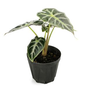 (観葉植物)アロカシア パラソル 3号(1ポット)の詳細画像1