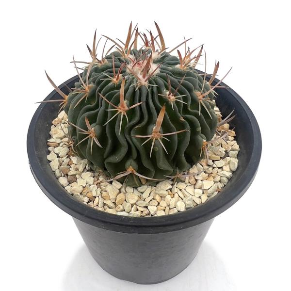 （多肉植物）サボテン　エキノフォスロカクタス　剣恋玉　白花　３．５号（１鉢）