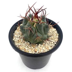 (多肉植物)サボテン テロカクタス 鶴巣丸 3....の商品画像