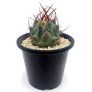 (多肉植物)サボテン テロカクタス 鶴巣丸 3...の詳細画像1