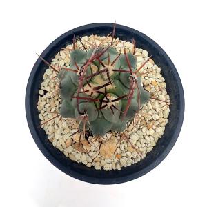 (多肉植物)サボテン テロカクタス 鶴巣丸 3...の詳細画像2
