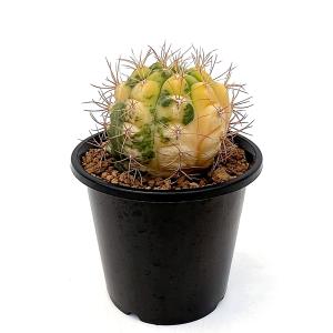 (多肉植物)一点物 サボテン ギムノカリキウム ...の商品画像