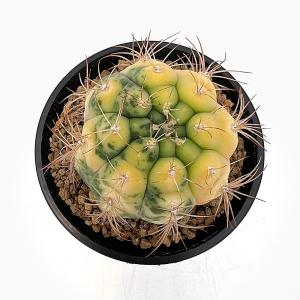 (多肉植物)一点物 サボテン ギムノカリキウム...の詳細画像1