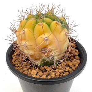 (多肉植物)一点物 サボテン ギムノカリキウム...の詳細画像2