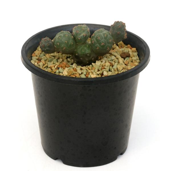 （多肉植物）サボテン　プナ　ボンニアエ　３〜３．５号（１鉢）