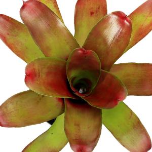 （観葉植物）ネオレゲリア　ジューンナイト　３号（１株）