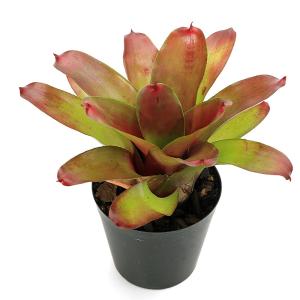 (観葉植物)ネオレゲリア ジューンナイト 3号...の詳細画像1