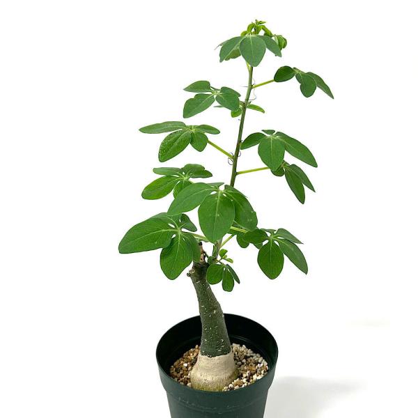 （多肉植物）一点物　アデニア　グラウカ　４号（１鉢）
