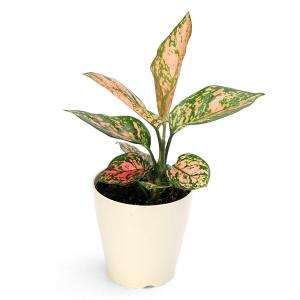 (観葉植物)アグラオネマ レッドバレンタイン ...の詳細画像1