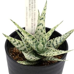 （多肉植物）アロエ　ブリザード　３．５号（１鉢）
