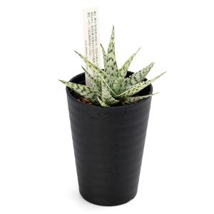 (多肉植物)アロエ ブリザード 3.5号(1鉢)の詳細画像1