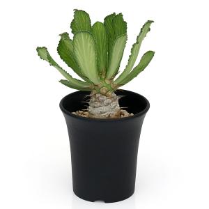 （多肉植物）ユーフォルビア　ベネニフィカ　３号（１鉢）