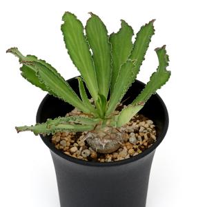 (多肉植物)ユーフォルビア ベネニフィカ 3号...の詳細画像1