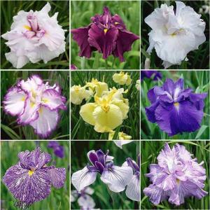 （ビオトープ）水生植物　おまかせ花菖蒲　３号（５ポットセット）（休眠状態）