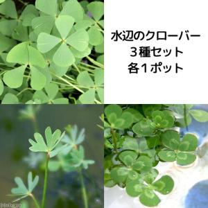 （ビオトープ）水生植物　クローバー３種セット（１セット）