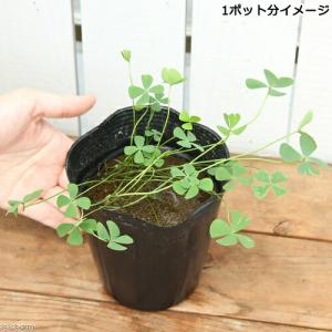 (ビオトープ)水生植物 クローバー3種セット(...の詳細画像1