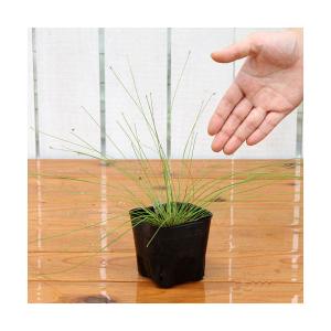 （ビオトープ）水生植物　ハリイ（１ポット）　湿生植物（休眠状態）