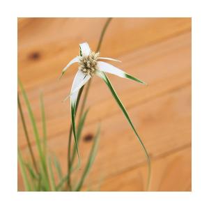 （ビオトープ）水生植物　斑入りシラサギカヤツリ（１ポット）　湿性植物（休眠状態）