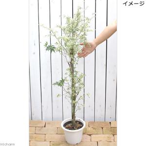 (盆栽)モミジ 大ポット 胡蝶の舞(コチョウノ...の詳細画像1
