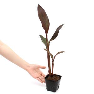 (ビオトープ)水生植物 カンナ 品種おまかせ ...の詳細画像1