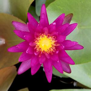 （ビオトープ）睡蓮　温帯性睡蓮（スイレン）（紫）パープルファンタジー　特許番号＃ＰＰ２６５３０（１ポット）（休眠状態）